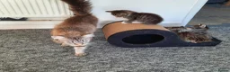 Mixed Breed cats for sale: Beautiful kittens - Advert 6