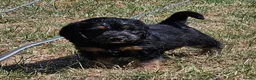 Mixed Breed dogs for sale: Beautiful Poogle pups for sale (beagle x poodle ) - Advert 12