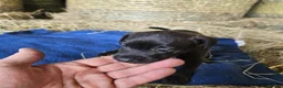 Patterdale Terrier dogs for sale: Patterdale Terriers  - Advert 14