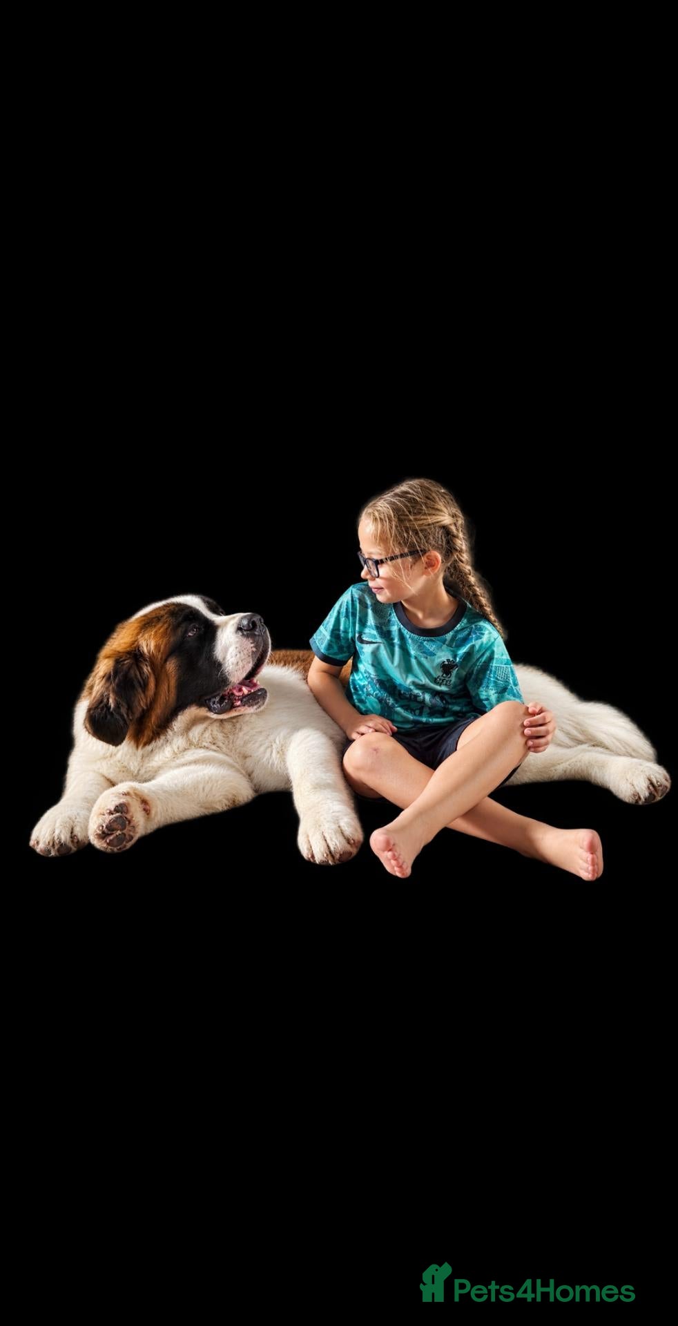 Saint Bernard dogs Male st bernard 8 months old puppy - Advert 1