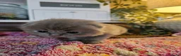 British Shorthair cats for sale: BRITISH SHORTHAIR X SCOTTISH FOLD - Advert 5
