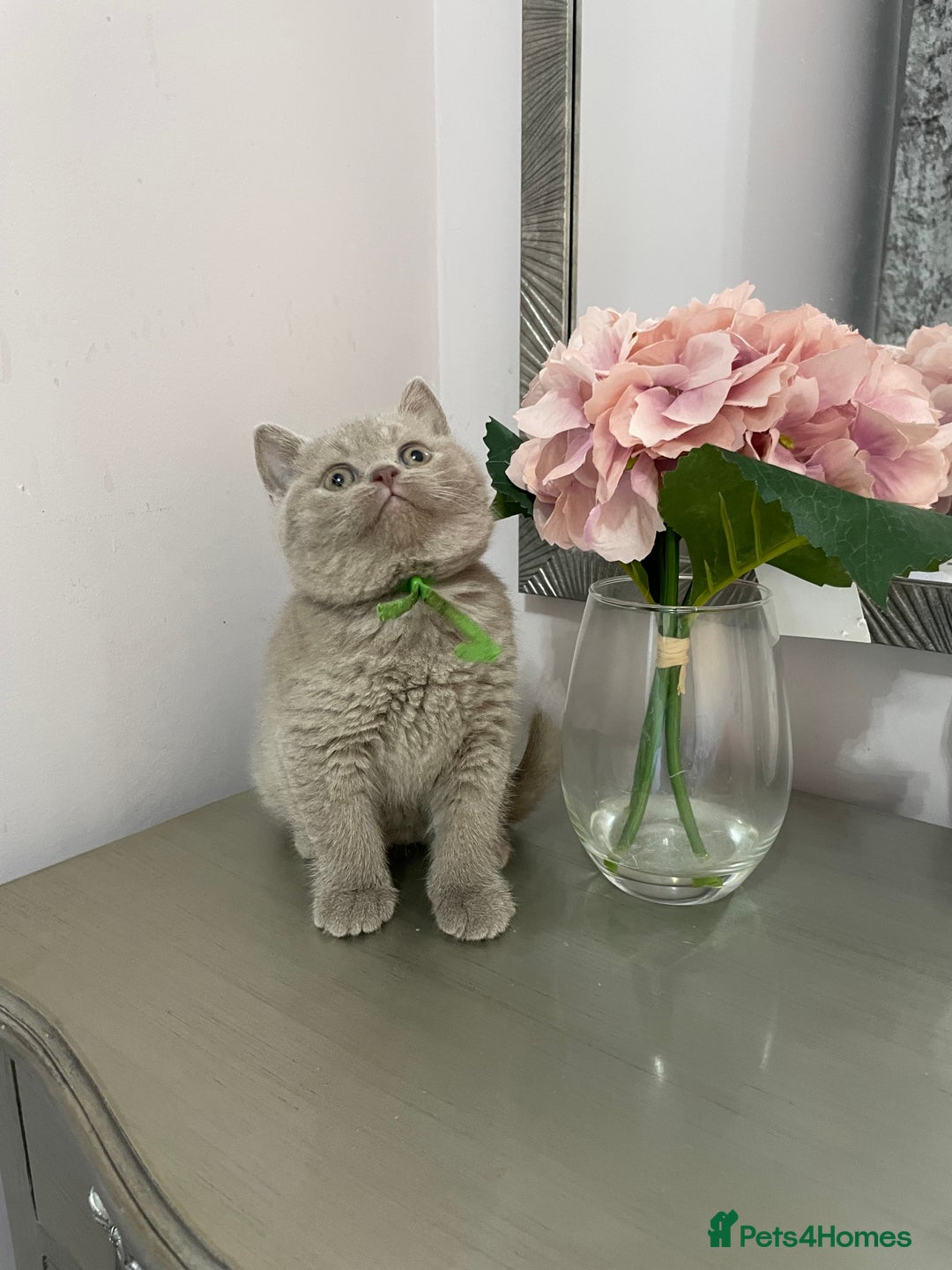 British Shorthair cats for sale: 💗🩵 GCCF LILAC. FEMALE KITTENS READY FEB  - Advert 11