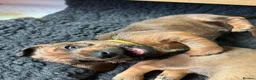 Miniature Dachshund dogs for sale: Dachshund Puppies for sale in Inverness - Advert 4
