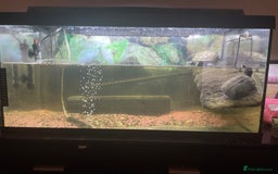 Turtle reptiles for sale: Turtles  - Image 1