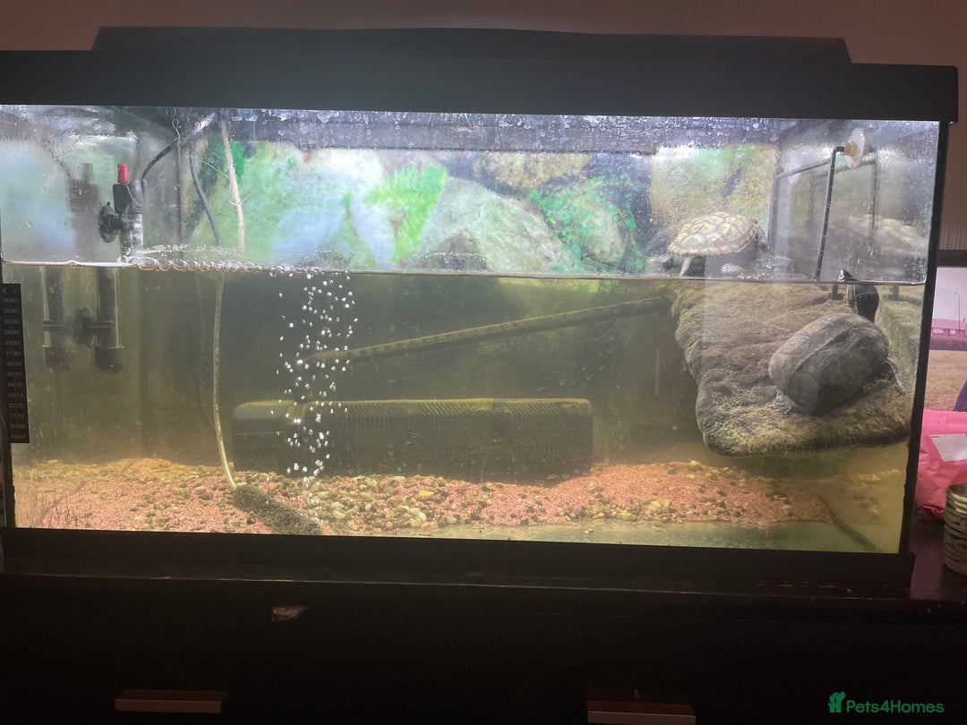 Turtle reptiles for sale: Turtles  - Image 1