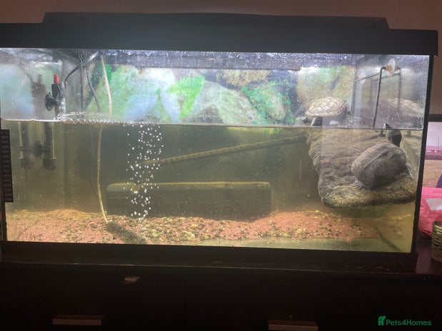 Turtle reptiles - Advert 5