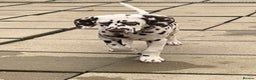 Dalmatian dogs for sale: This is an all liver litter of Dalmatian puppies - Advert 2