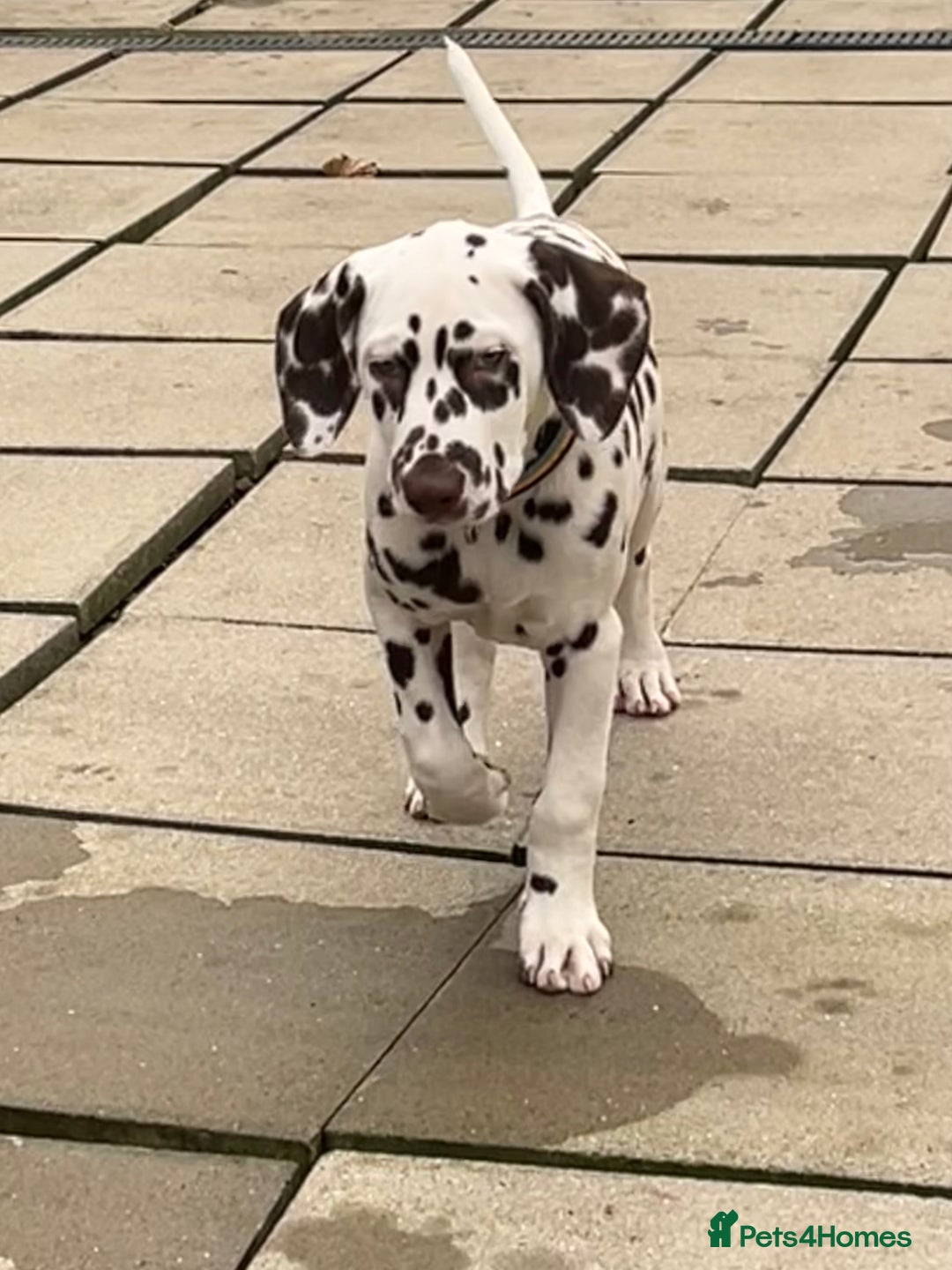 Dalmatian dogs for sale: This is an all liver litter of Dalmatian puppies - Advert 2