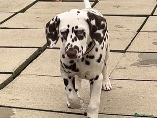 Dalmatian dogs This is an all liver litter of Dalmatian puppies - Advert 2