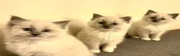 Ragdoll cats for sale: Blue Tortie Point Mitted Ragdoll Kittens in Haddington - Advert 11