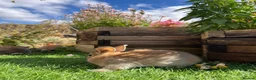 Mini Lop rabbits for sale: Beautiful Mini Lops - Advert 5