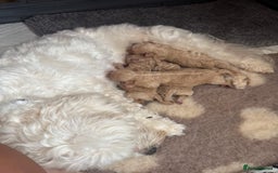Mixed Breed dogs for sale: Beautiful Miniature Cockapoo - Image 6