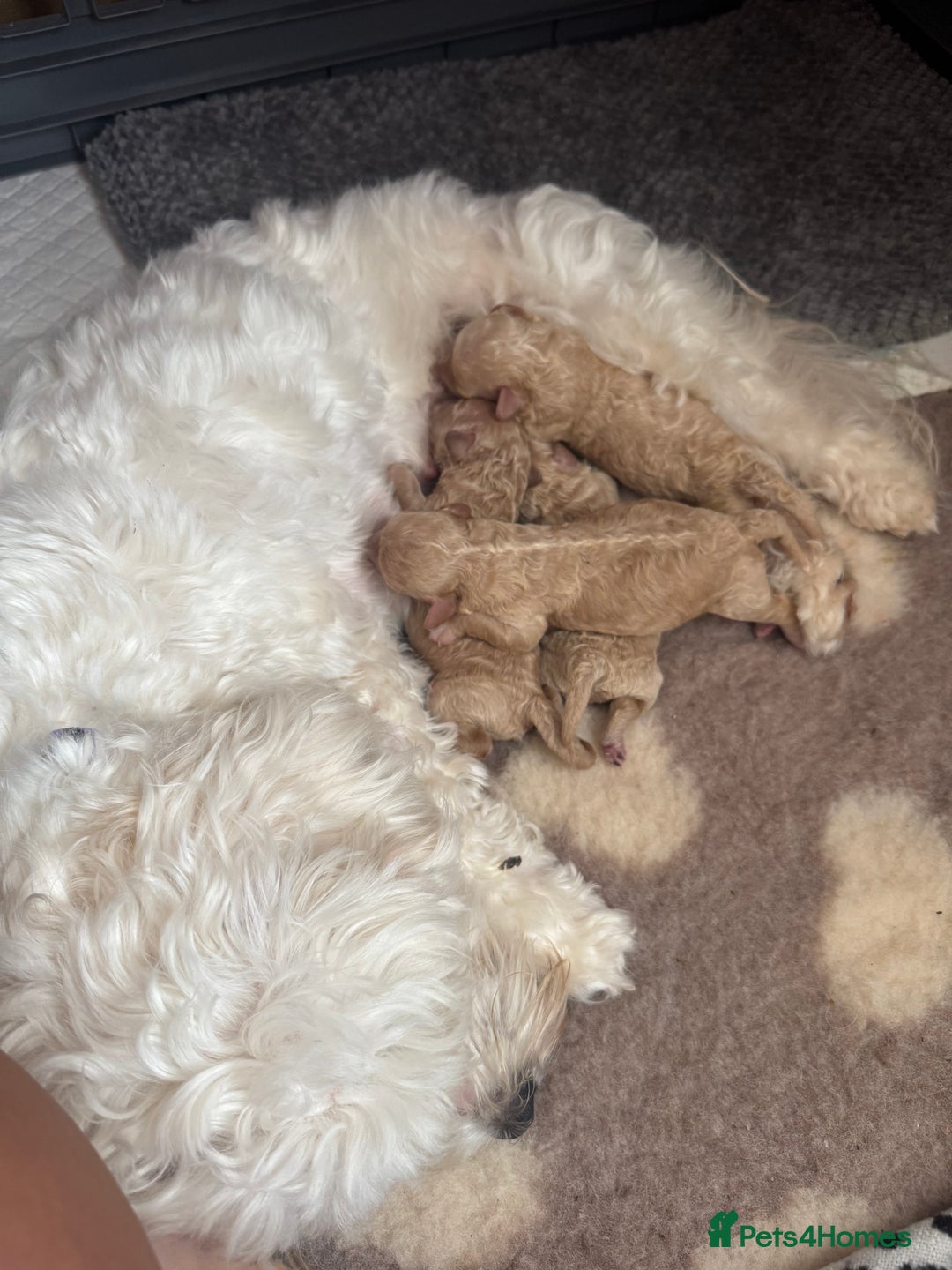 Mixed Breed dogs for sale: Beautiful Miniature Cockapoo - Image 6