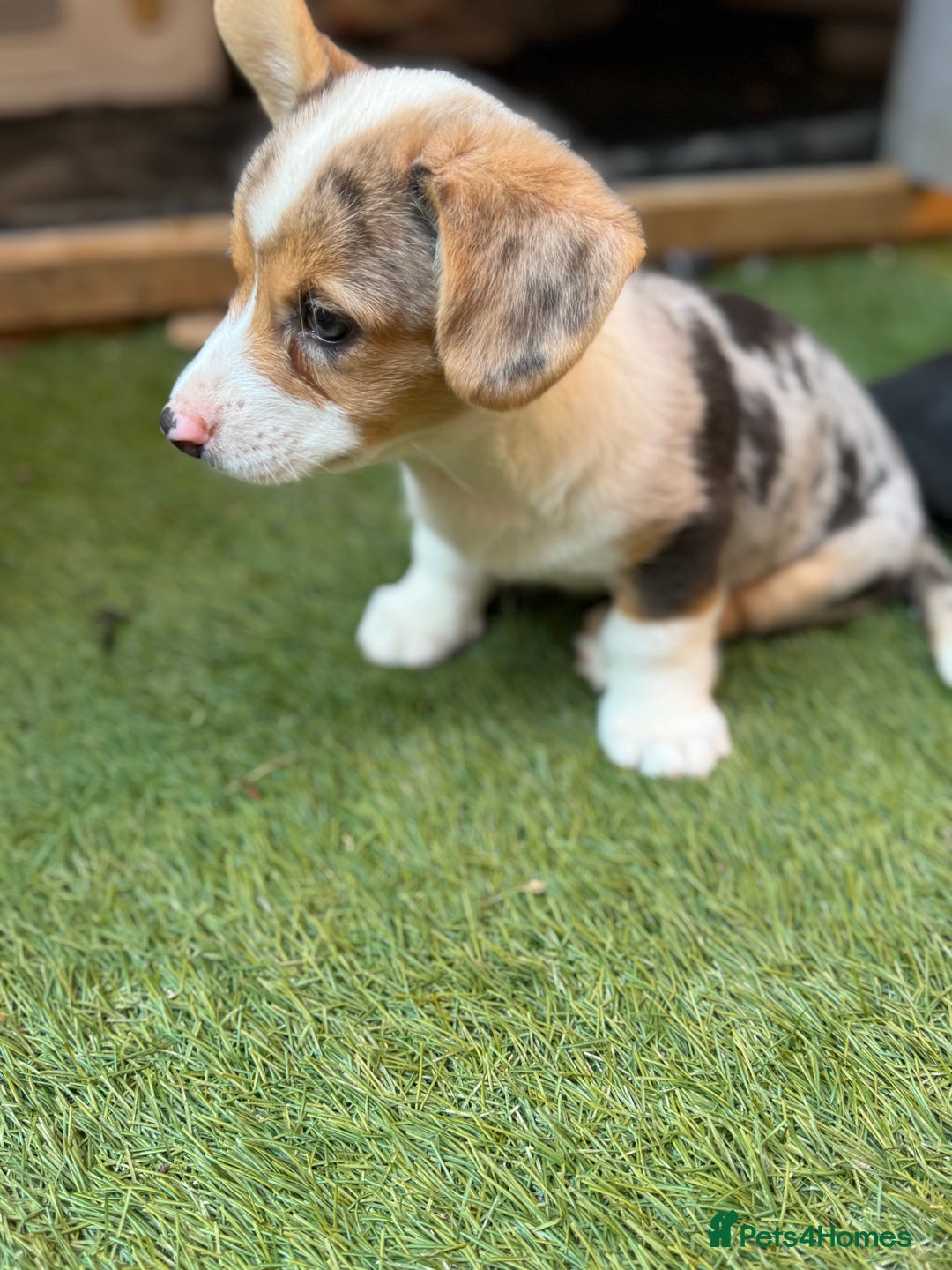 Welsh Corgi Cardigan dogs for sale: Welsh Cardigan Corgis Puppies - Image 4