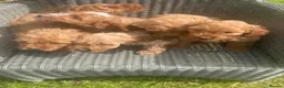 Cockapoo dogs for sale: Adorable cockerpoos puppies - Advert 4