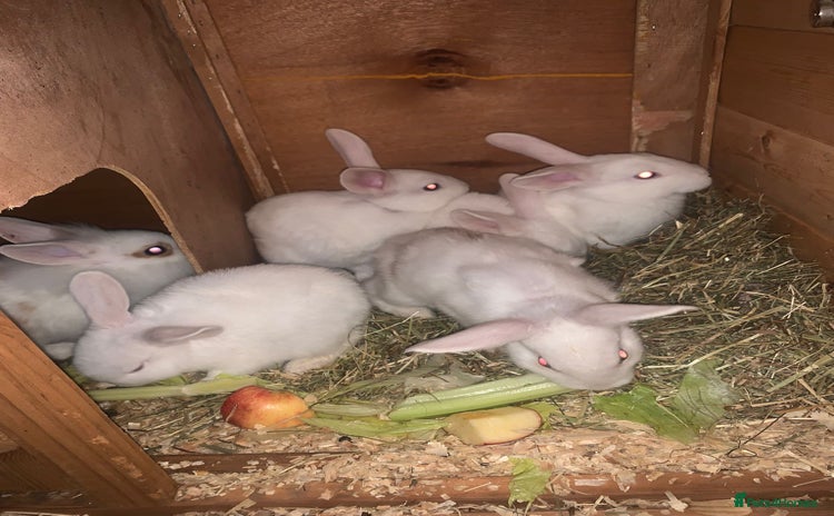 Mixed Breed rabbits - Advert 1