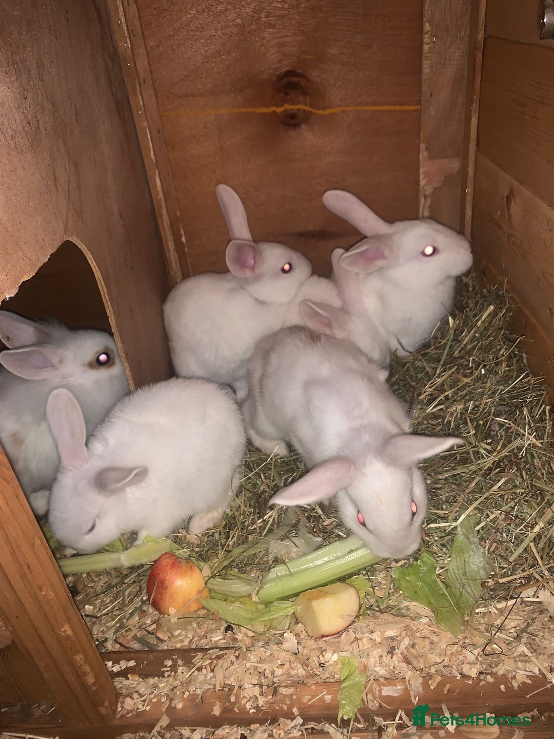 Mixed Breed rabbits for sale: Baby bunny’s - Image 1