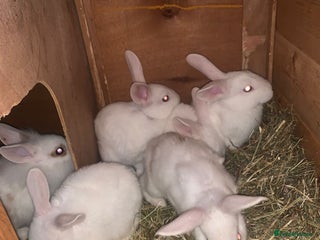 Mixed Breed rabbits - Advert 19