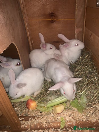 Mixed Breed rabbits - Advert 5