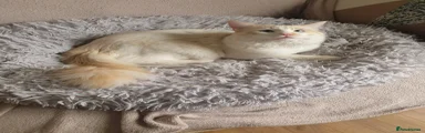 Ragdoll Kitten 2