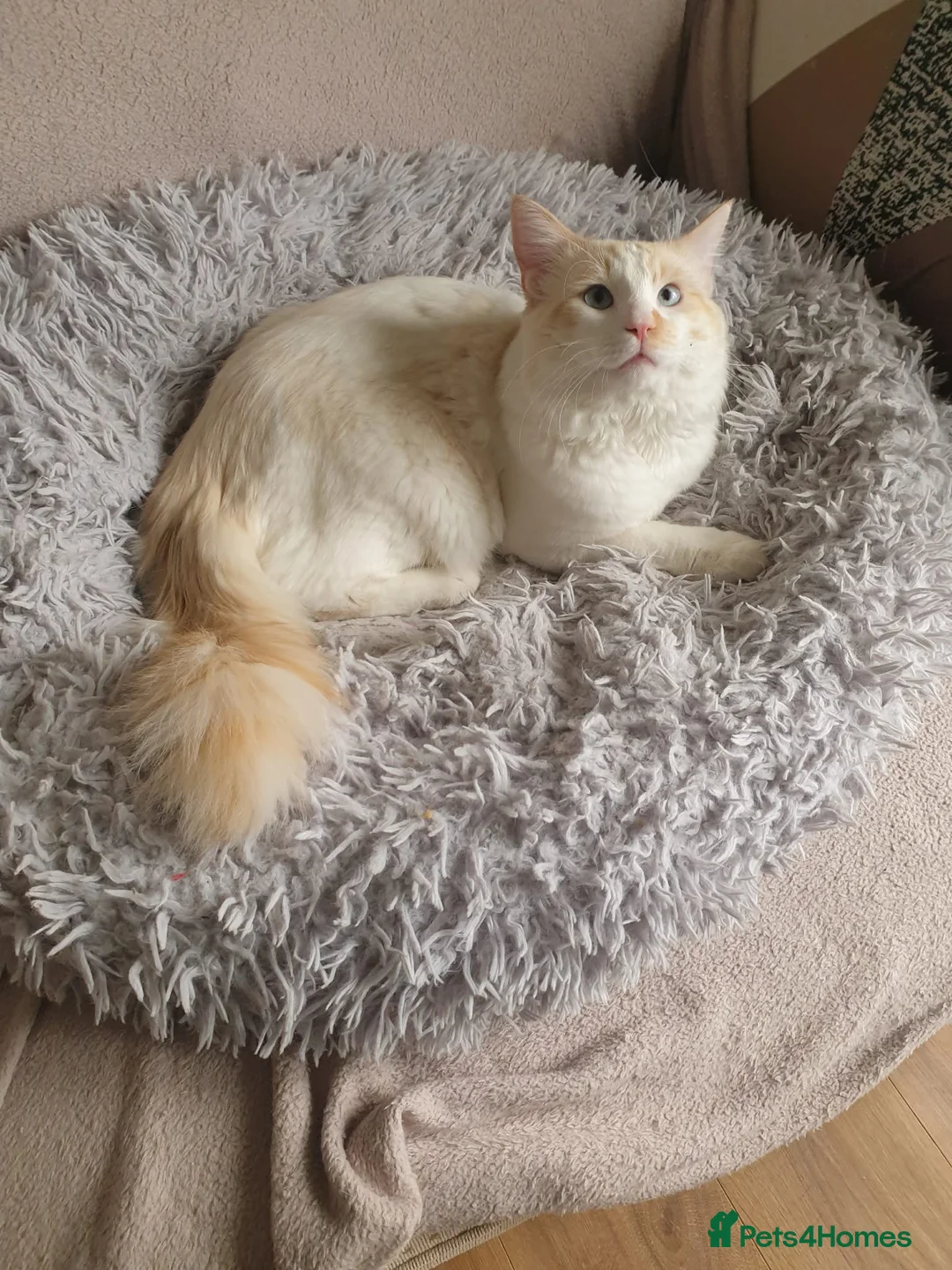 Ragdoll cats for sale: Flame point Ragdoll boy - Advert 1