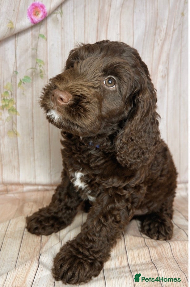 Cockapoo dogs Beautiful F1 Cockapoo Boy 👑 - Advert 1
