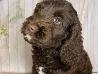 Cockapoo dogs Beautiful F1 Cockapoo Boy 👑 - Advert 1