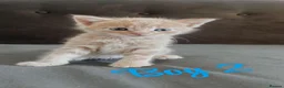 Mixed Breed cats for sale: RARE TURKISH ANGORA KITTENS - Advert 3