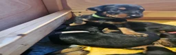 Dobermann dogs for sale: Gorgeous Full Pedigree Doberman puppies for sale  in Hull - Advert 2