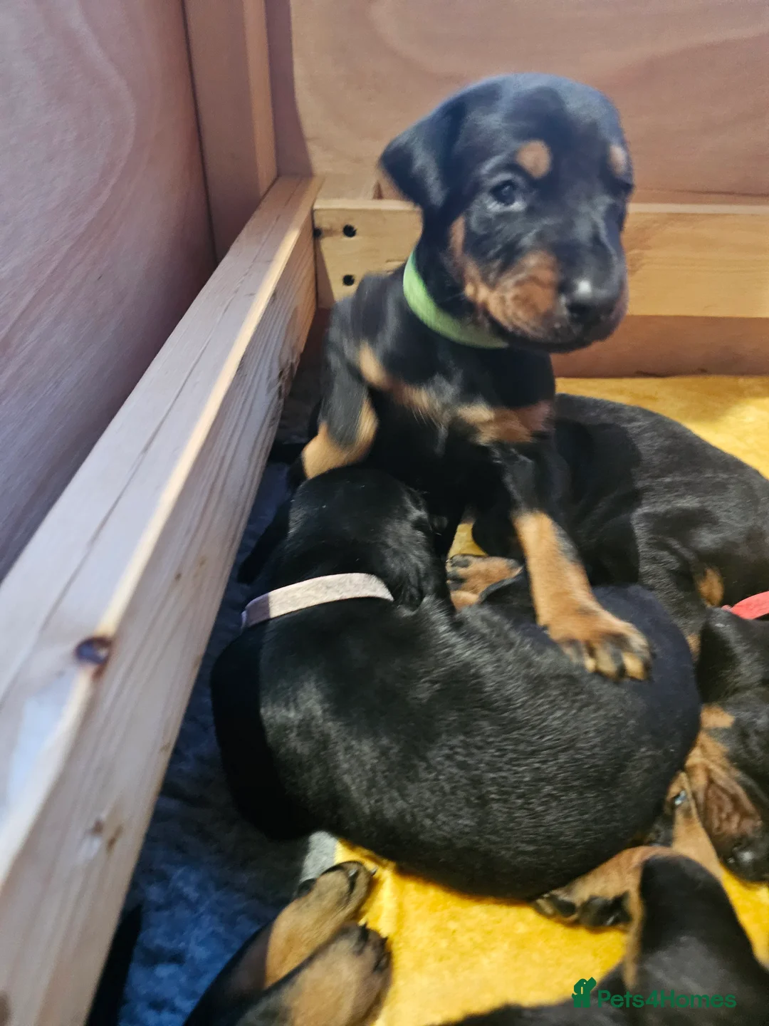 Dobermann dogs for sale: Gorgeous Full Pedigree Doberman puppies for sale  in Hull - Advert 2