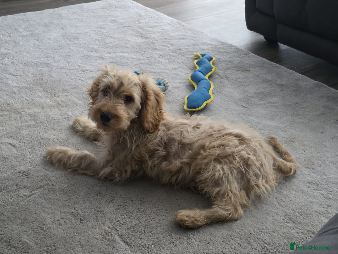 Cockapoo dogs for sale: Cockapoo - Advert 5