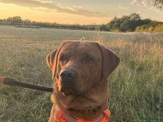 Labrador Retriever dogs - Advert 35