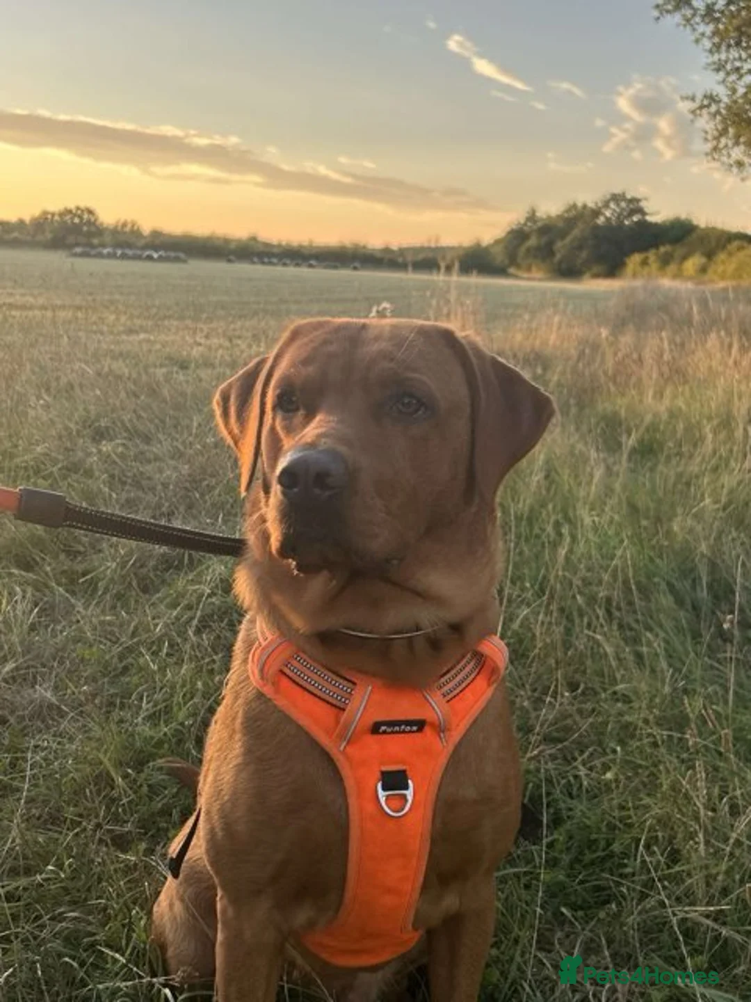 Labrador Retriever dogs for sale: Must go together  - Advert 1