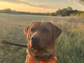 Labrador Retriever dogs Must go together - Advert 1