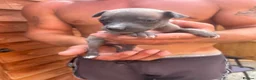Whippet dogs for sale: Whippet pups for sale  - Advert 5