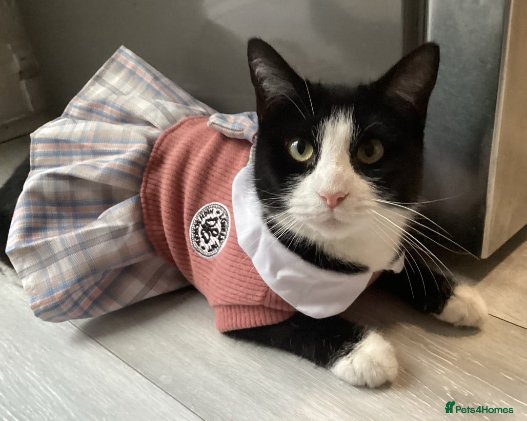 Mixed Breed cats for sale: 4 kittens for sale  - Image 5