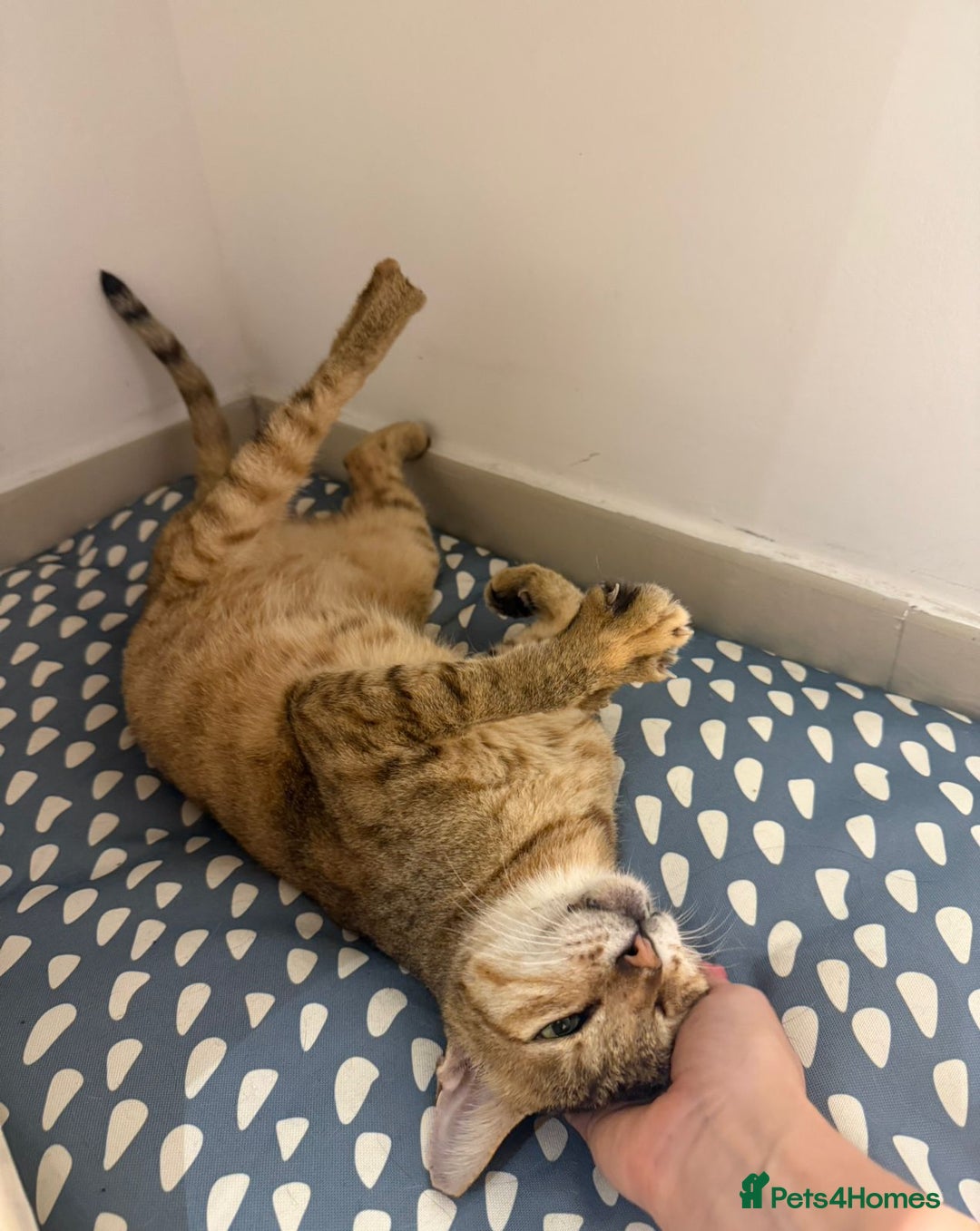 Mixed Breed cats for adoption: CARLA AMAZING RESILIENT FEET MISSING AFFECTIONATE  - Image 1