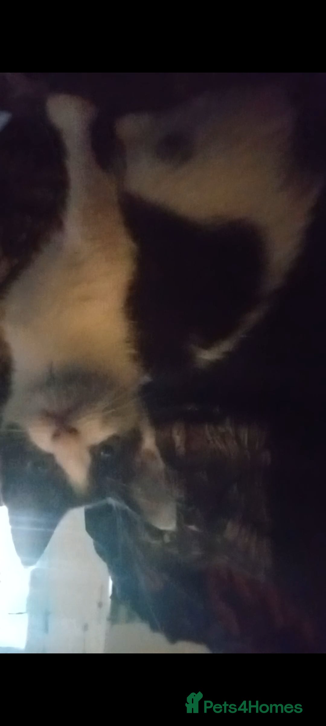 British Shorthair cats for sale: Looks black and white but up close is dark stripes - Image 6