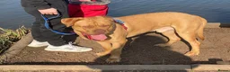 Dogue De Bordeaux dogs for sale: 6 Year Old Dogue de Bordeaux - Advert 1