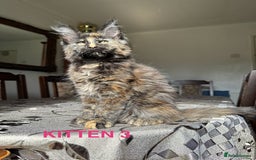 Maine Coon cats for sale: LARGE MAINE COON KITTENS *2 Left* - Image 2