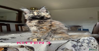 Maine Coon cats - Advert 6