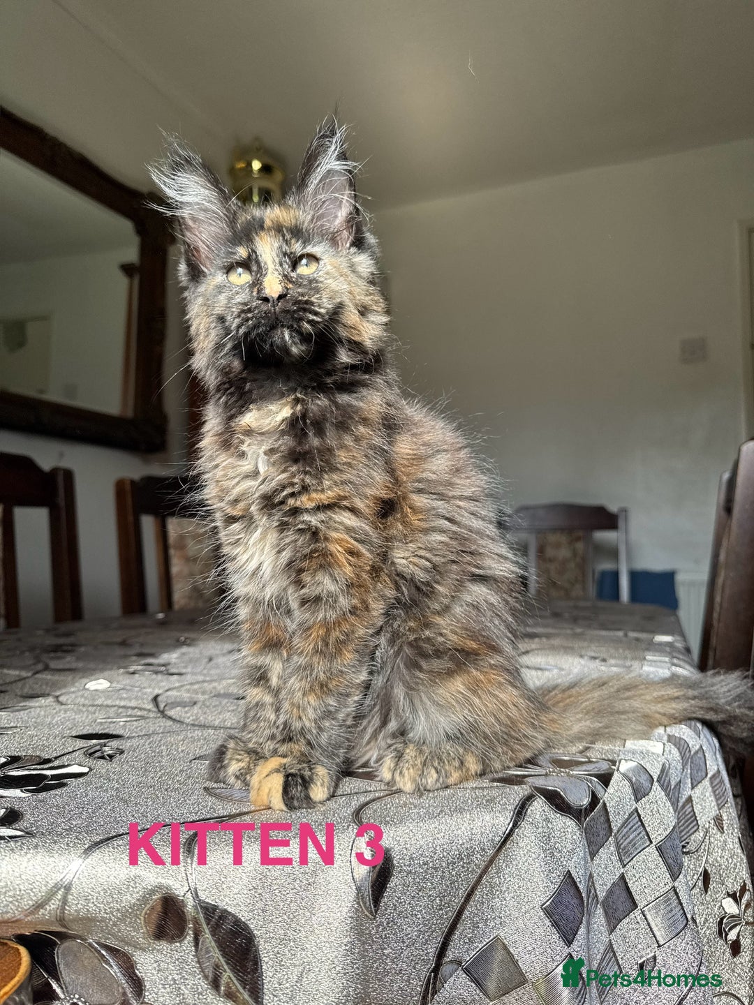 Maine Coon cats for sale: LARGE MAINE COON KITTENS *2 Left* - Image 2