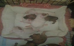 Mixed Breed dogs for sale: Frenchie X staffy - Image 25