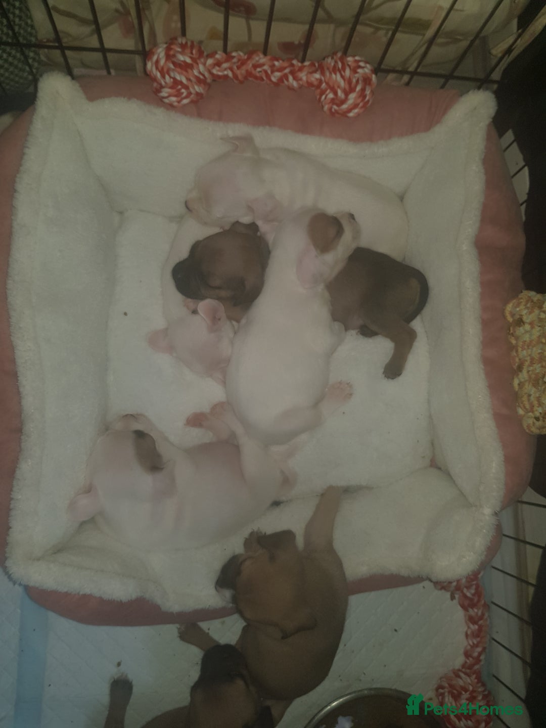 Mixed Breed dogs for sale: Frenchie X staffy - Image 25
