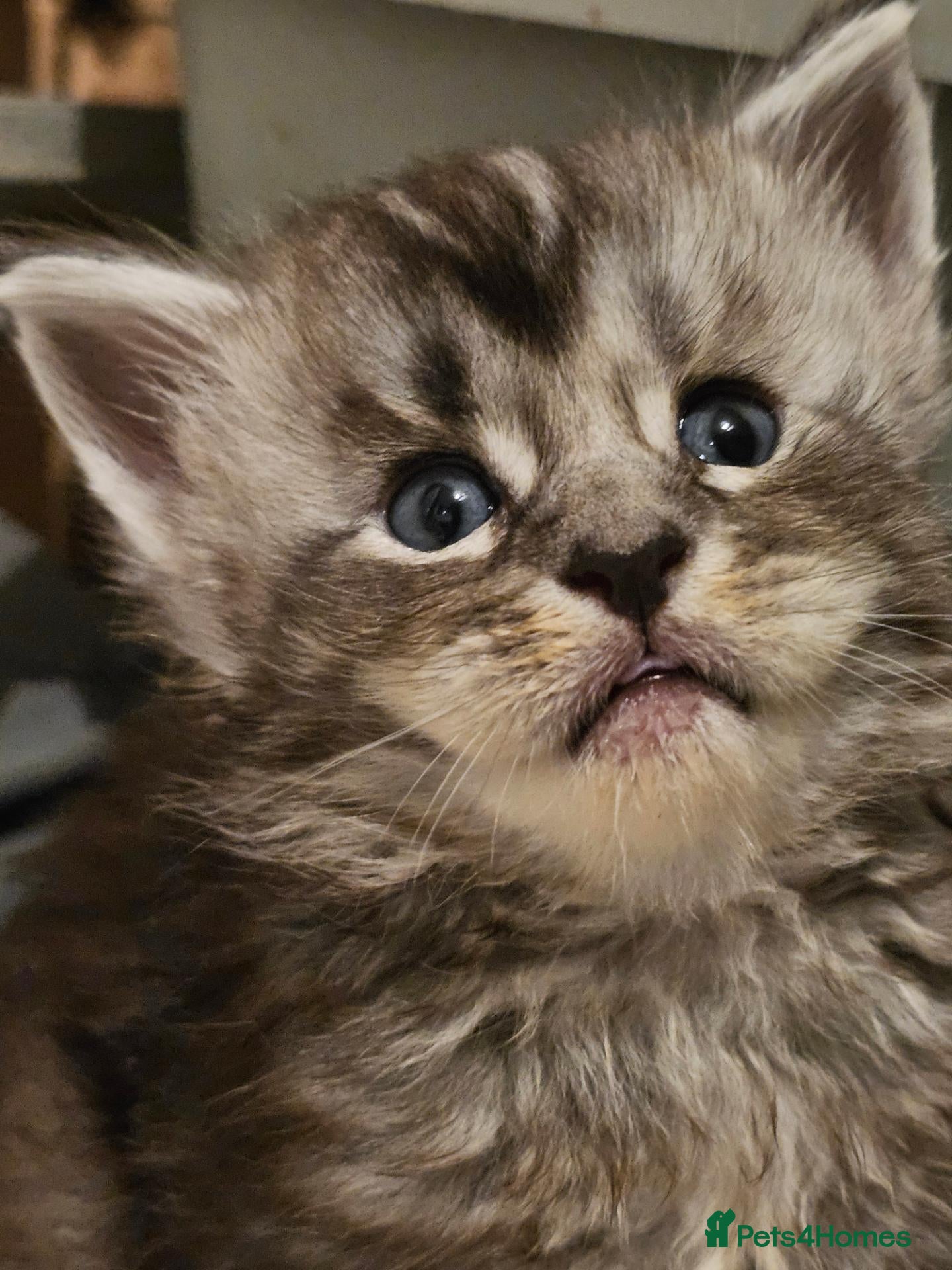 Maine Coon cats Poly and non poly red smoke Maine Coon kittens - Advert 2
