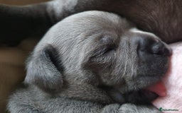 Staffordshire Bull Terrier dogs for sale: Twin large blue staffy boys - Image 9