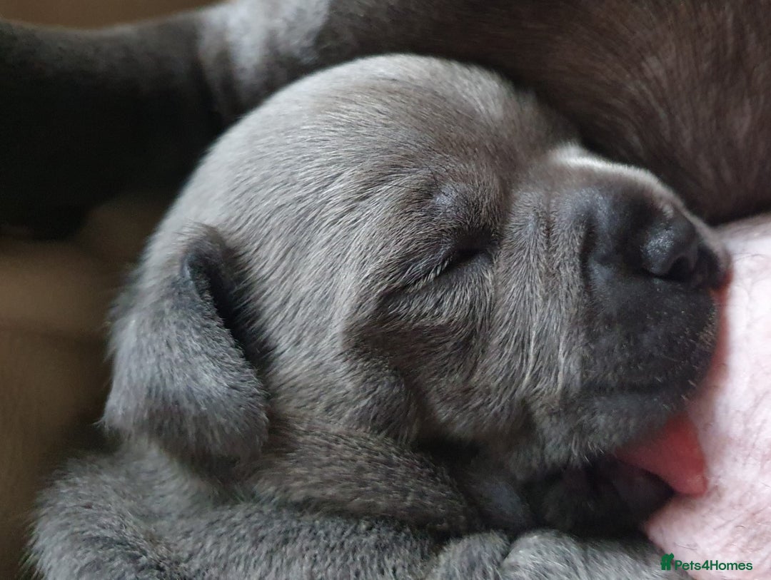 Staffordshire Bull Terrier dogs for sale: Twin large blue staffy boys - Image 9