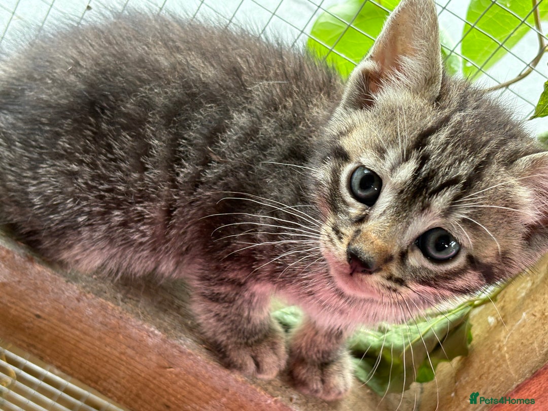 Bengal cats for sale: Beautiful farm reared bengals  - Image 17