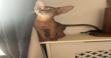Abyssinian cats in Northwood - Advert 1