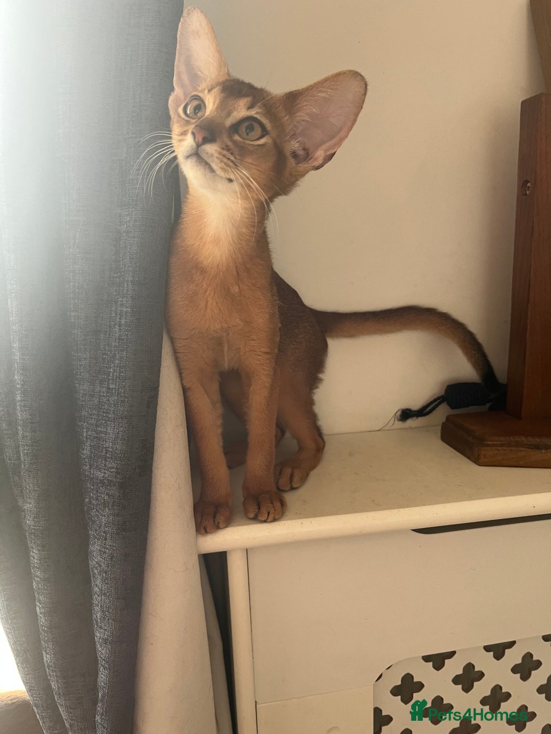 Abyssinian cats for sale: Beautiful Abyssinian kittens in Northwood - Image 3